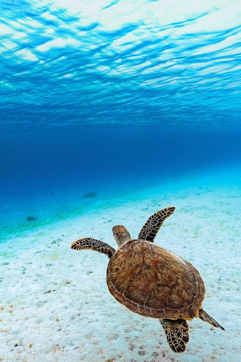 Diving into the Unknown